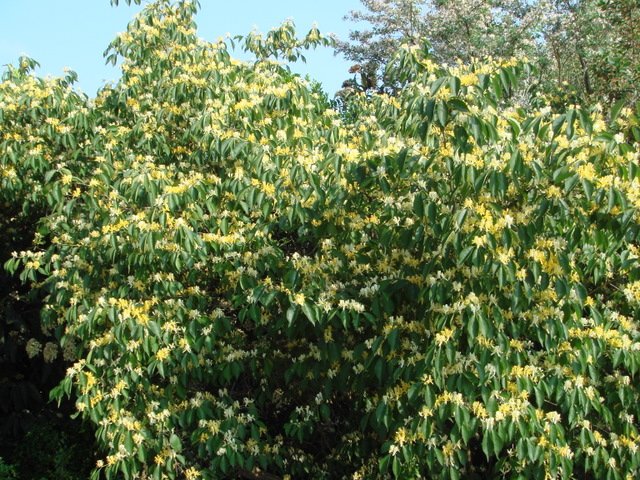 Lonicera maackii